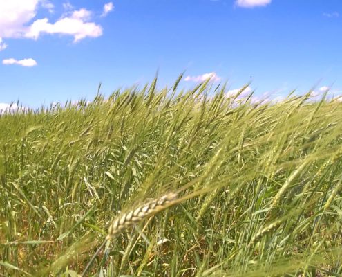 Azienda Agricola Canzoneri