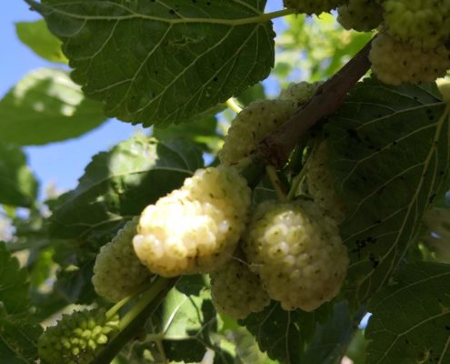 Azienda Agricola Canzoneri