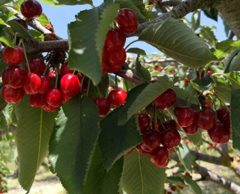 Azienda Agricola Canzoneri