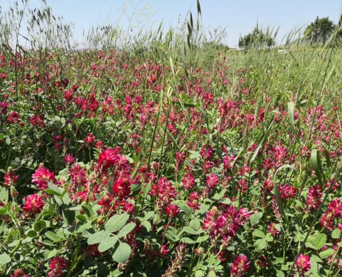 Azienda Agricola Canzoneri