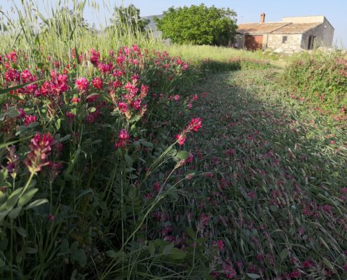 Azienda Agricola Canzoneri