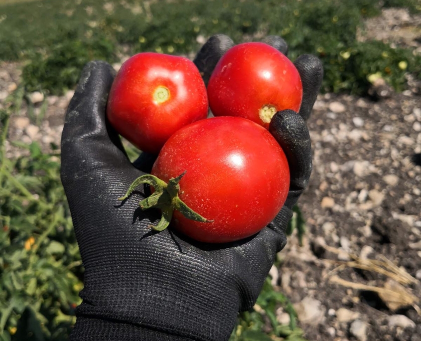 Raccolta pomodoro
