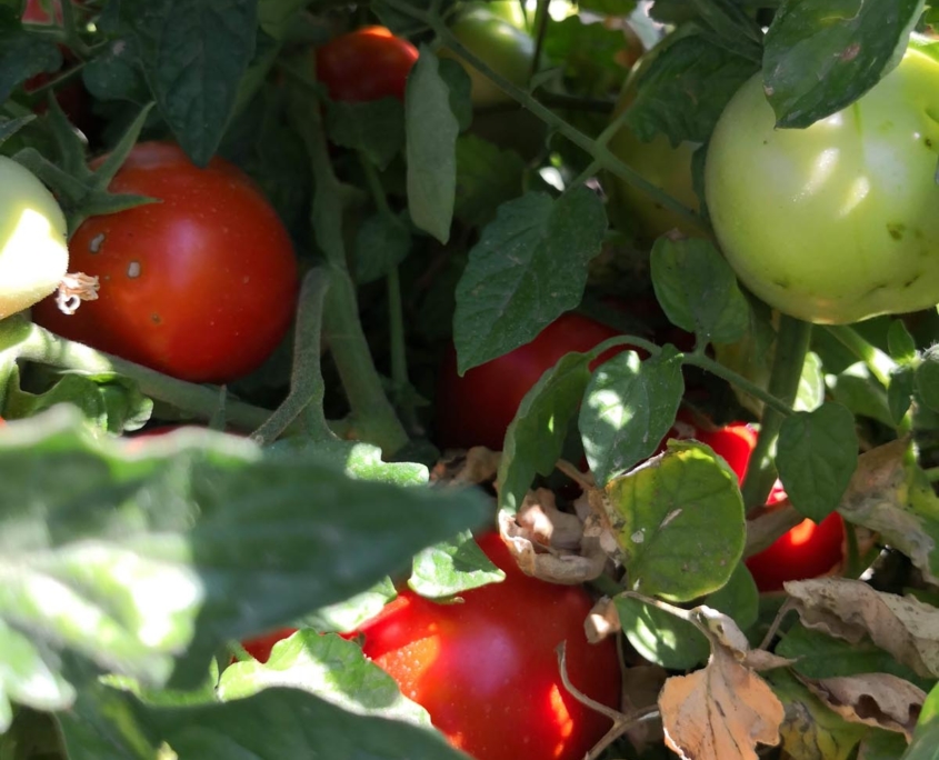 Raccolta pomodoro