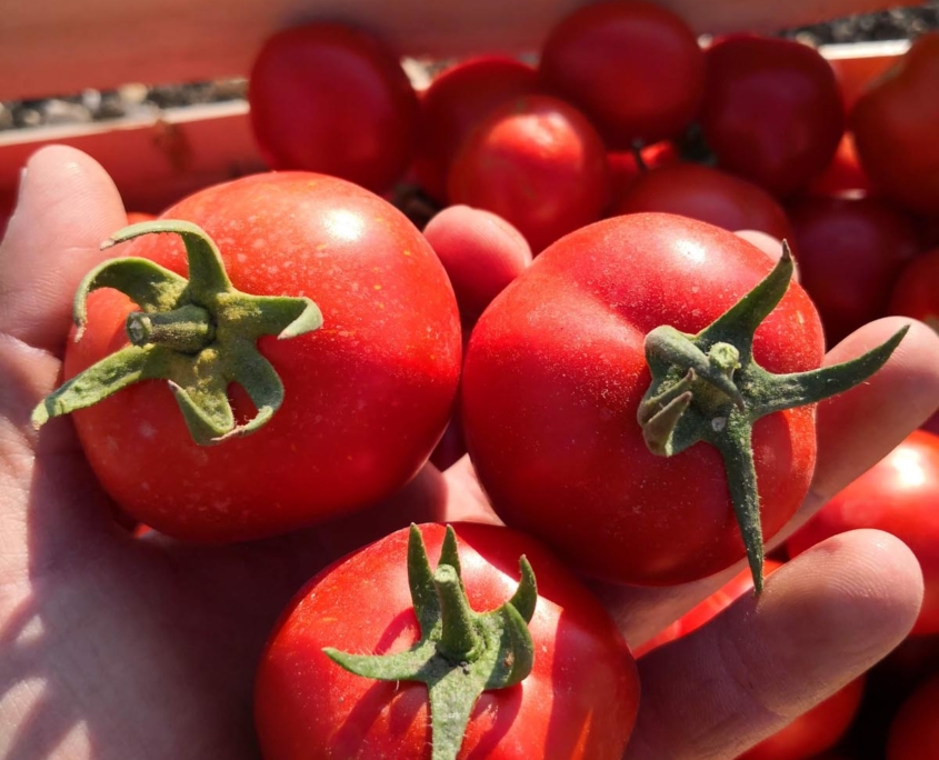 Raccolta pomodoro