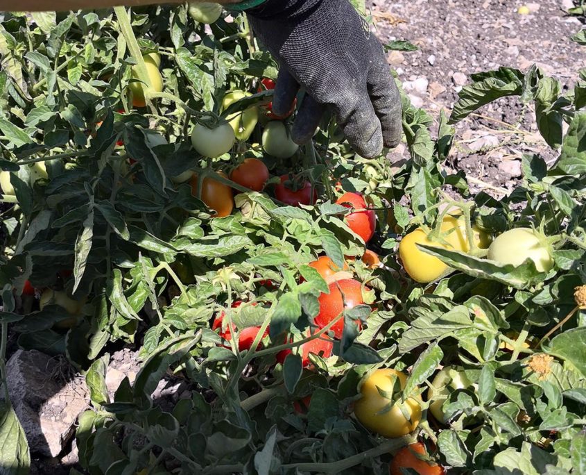 Processo di lavorazione della passata di pomodoro