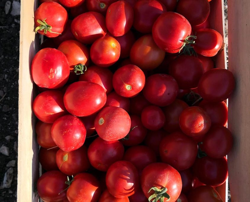 Processo di lavorazione della passata di pomodoro